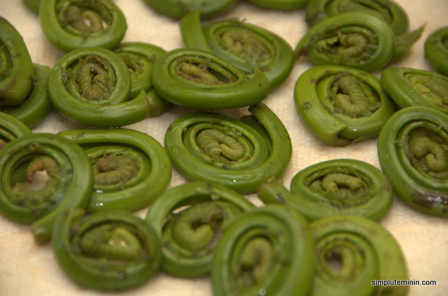 Fiddlehead